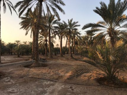 Farm For Rent In Hamraniyah - Ras Al Khaimah - Ras al Khaimah