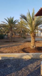 Farm For Rent In Hamraniyah - Ras Al Khaimah - Ras al Khaimah