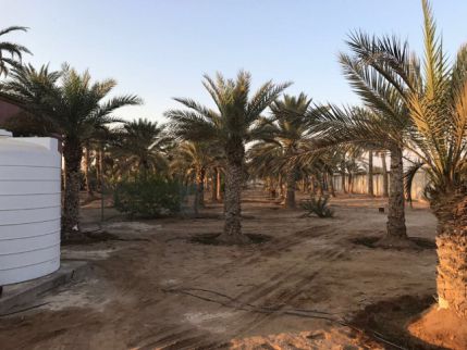 Farm For Rent In Hamraniyah - Ras Al Khaimah - Ras al Khaimah
