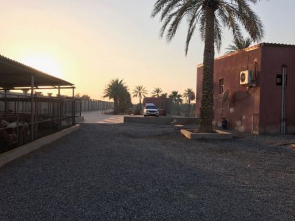Farm For Rent In Hamraniyah - Ras Al Khaimah - Ras al Khaimah