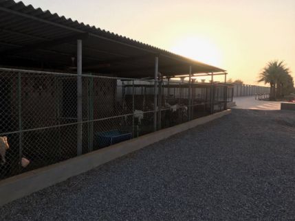 Farm For Rent In Hamraniyah - Ras Al Khaimah - Ras al Khaimah