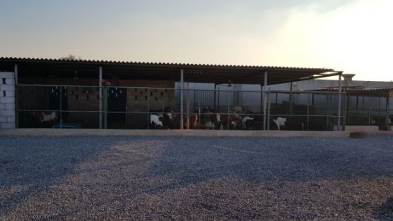 Farm For Rent In Hamraniyah - Ras Al Khaimah - Ras al Khaimah