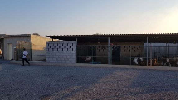 Farm For Rent In Hamraniyah - Ras Al Khaimah - Ras al Khaimah