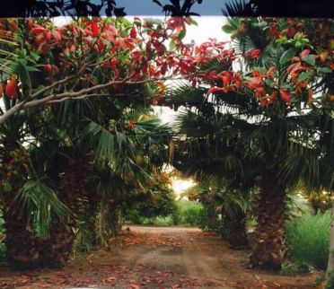 Farm For Rent In Al Manama - Ajman