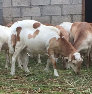 Farm For Rent In Al Manama - Ajman