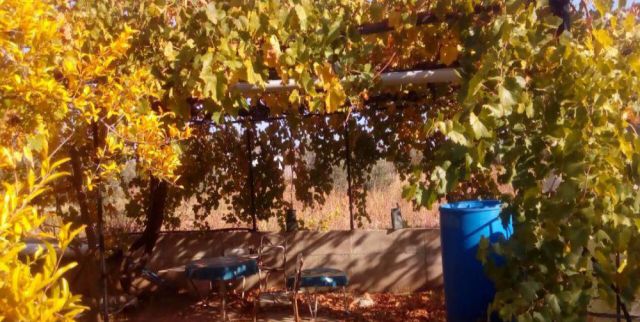 Farm For Sale In Kemalpasha - Izmir
