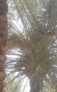 Farm For Rent In Dubai - Dubai