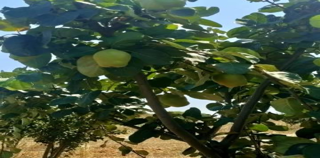 Land For Sale In Malkara - Tekirdag