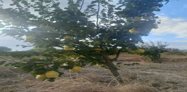 Land For Sale In Malkara - Tekirdag